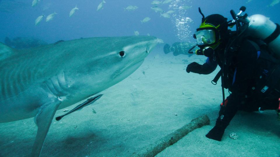 Shark Expert, Greg Skomal comes face to face with a tiger shark off Florida. Discovery Channel Shark Week 2015 -