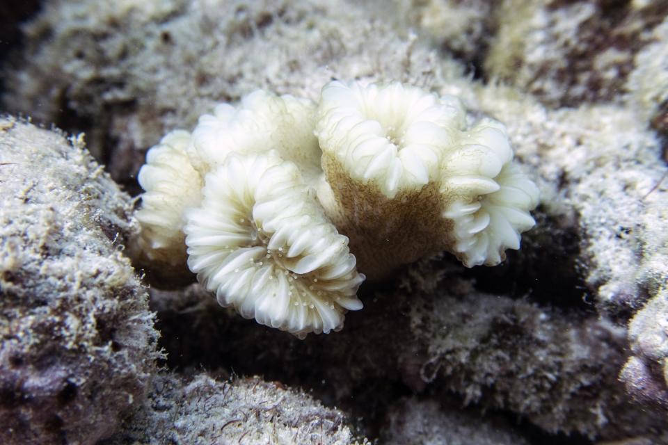 This photo provided by the University of Miami Coral Reef Futures Lab shows a bleached flower coral (Eusmilia fastigiata) on July 20, 2023, in the North Dry Rocks Reef off the coast of Key Largo, Florida. / Credit: Liv Williamson/University of Miami Rosenstiel School of Marine, Atmospheric, and Earth Science via AP