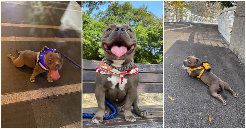 飼主的寵物惡霸犬常被誤認為比特犬。（圖／翻攝惡犬小七／餓犬なな臉書，下同）