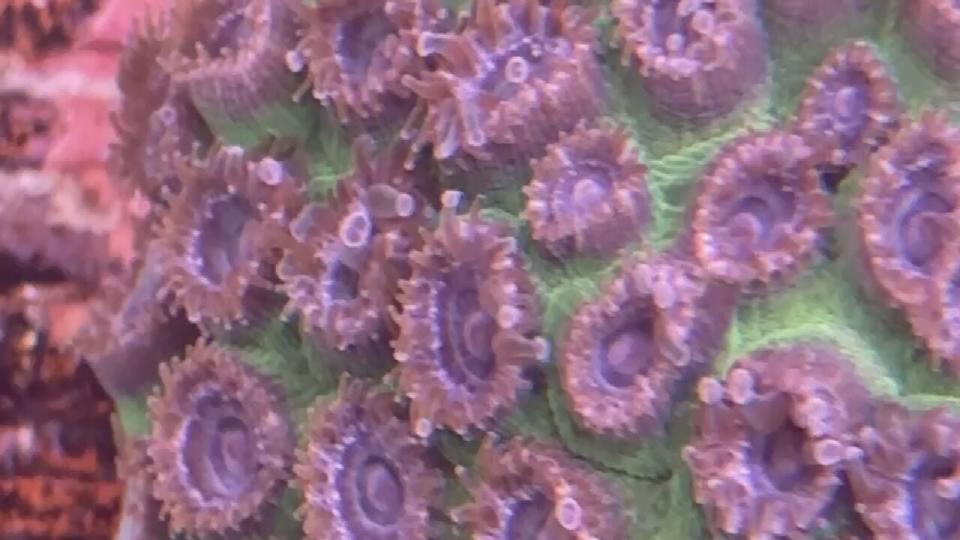 Certified meteorologist George Waldenberger visited the Florida Coral Rescue Center, which protects these coral species, and saw how they may help solve the recent coral bleaching event our reefs are experiencing.