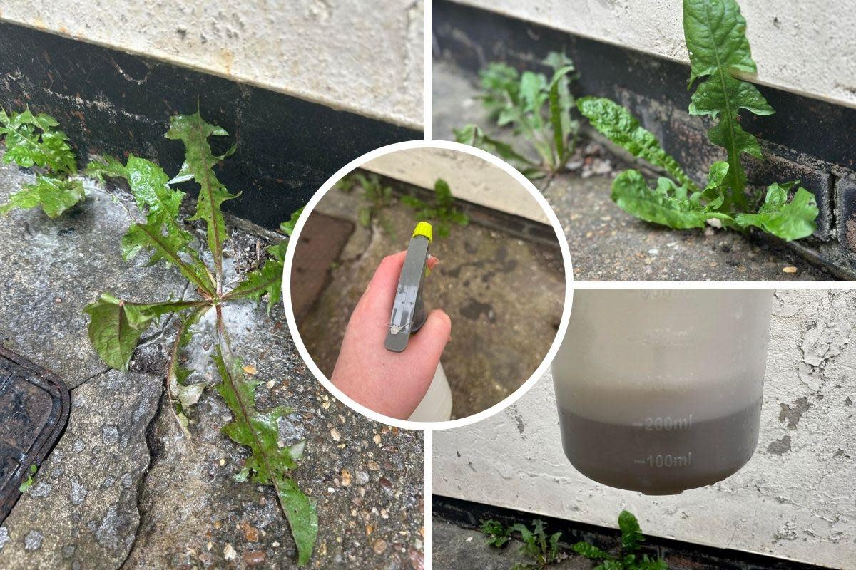 Find out how you can make weed killer at home <i>(Image: Molly Court/Newsquest)</i>