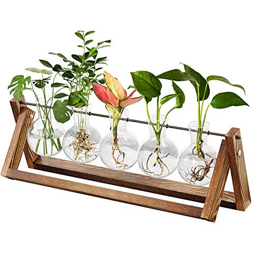 CFMOUR Plant Terrarium with Wooden Stand