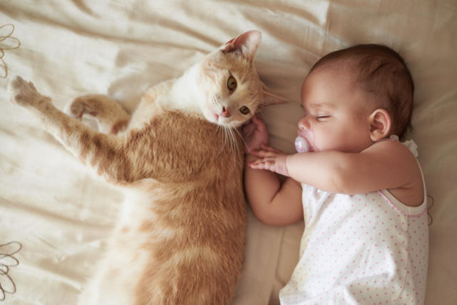 Cat Photos That Will Melt Your Heart