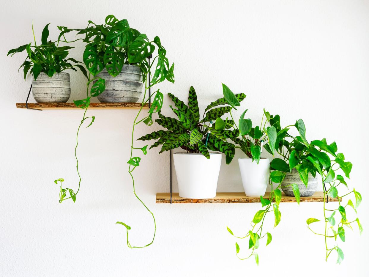 two floating wood shelves with 4 plants on a white wall