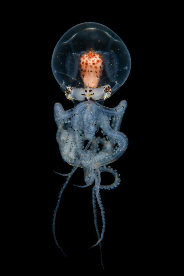 <p>Una larva de pulpo Wunderpus fotografiada en las aguas de los alrededores de Anilao, Filipinas (Foto: Cai Songda / Caters News). </p>