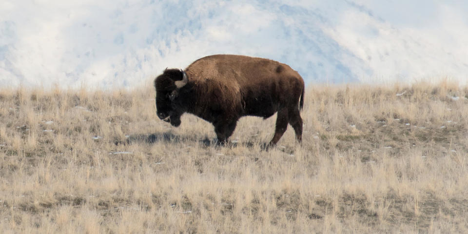 Bison (Prisma by Dukas / Universal Images Group via Getty)