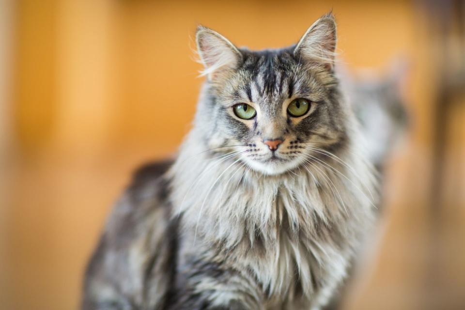 Photo credit: Purple Collar Pet Photography - Getty Images