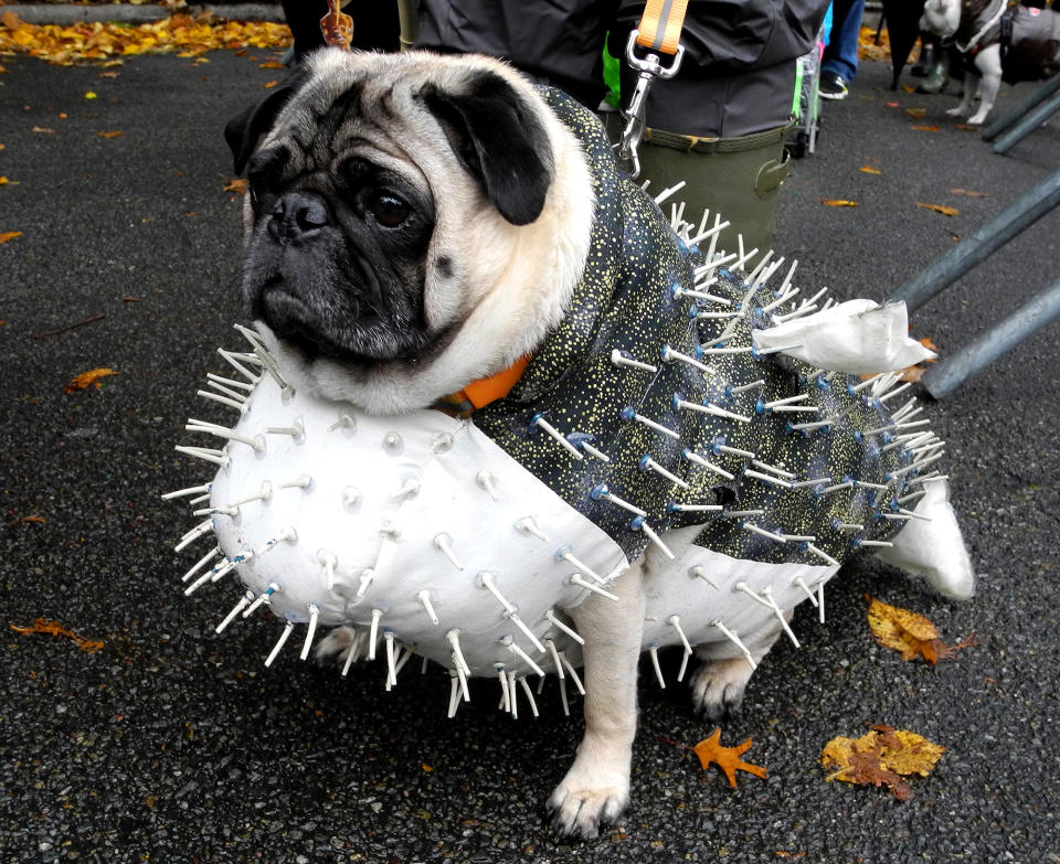 New Yorkers show costumed dogs for Halloween