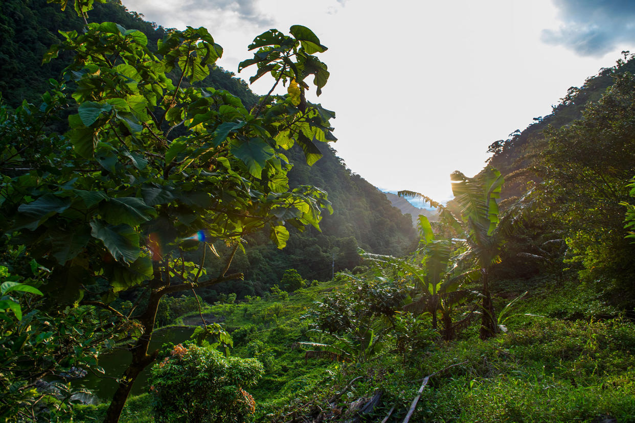 Lush valley in the Columbian jungle Getty Images/Cavan Images