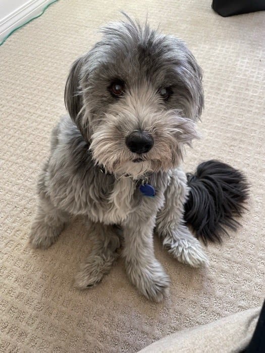 a small dog sitting like a good boy