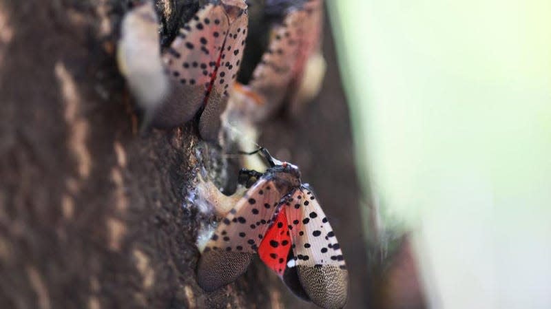  Dead spotted lanternflies on a tree at Inwood Hill Park on September 26, 2022 in New York City.