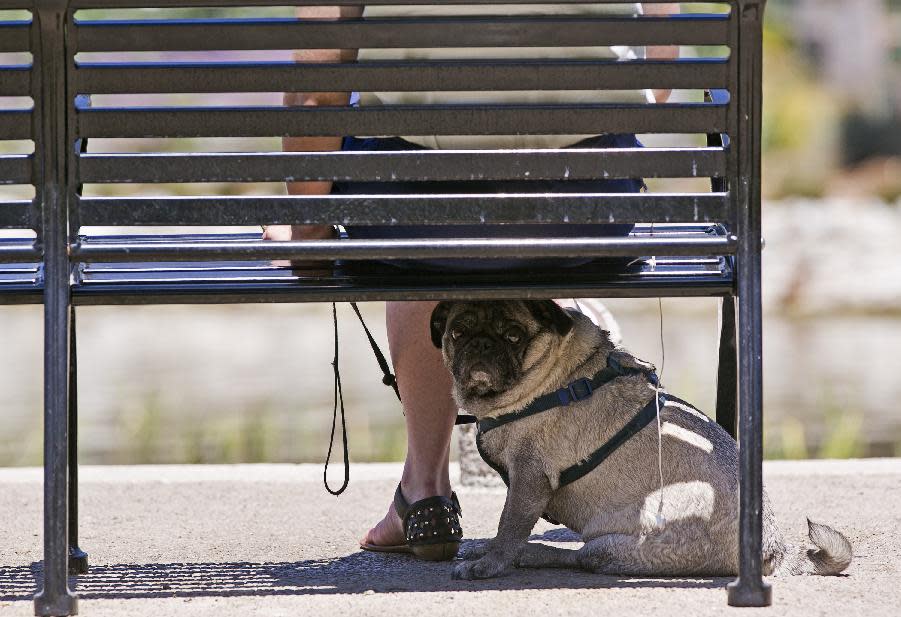 A pug dog rests under the shade of her owner's bench at the Echo Park Lake in Los Angeles Tuesday, May, 13, 2014. An unseasonable spring heat wave is building in California under the influence of a high pressure system that is sending air rushing towards the coast and offshore. (AP Photo)
