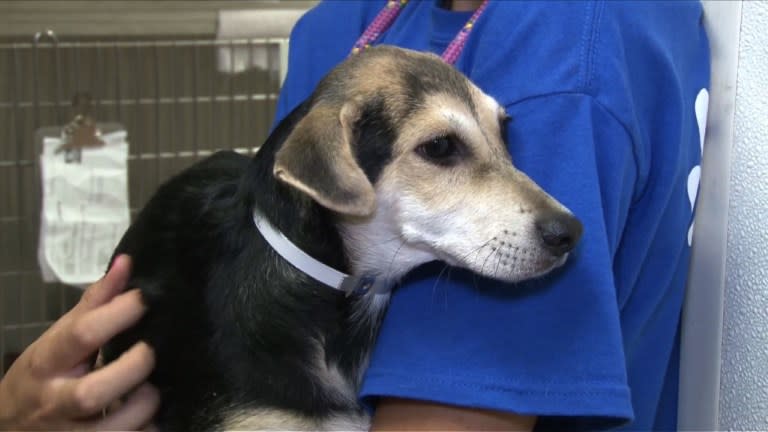 Mientras ciertas mascotas son objeto de gran gasto, incluso en cosas suntuarias, otras sufren maltrato. abandono y muerte. (AFP)