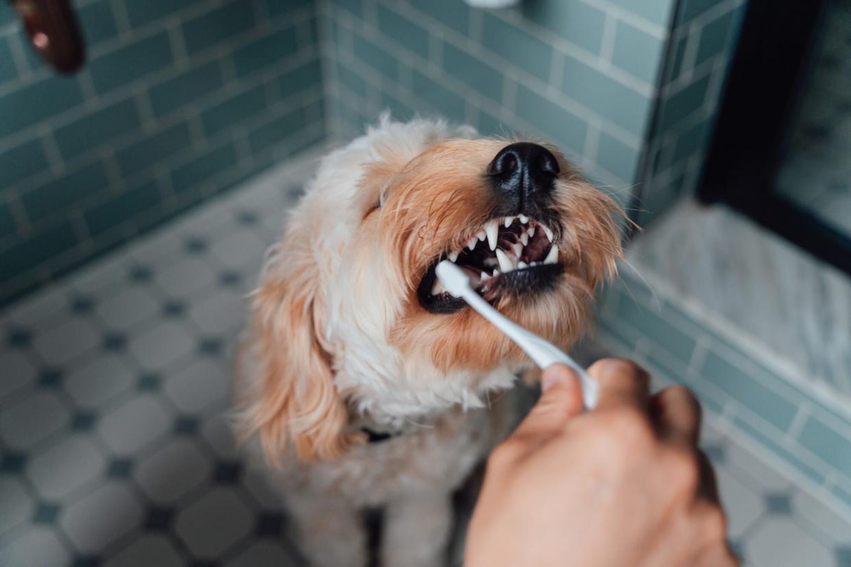 close up image of male hand brushing dog's teeth in bathroom