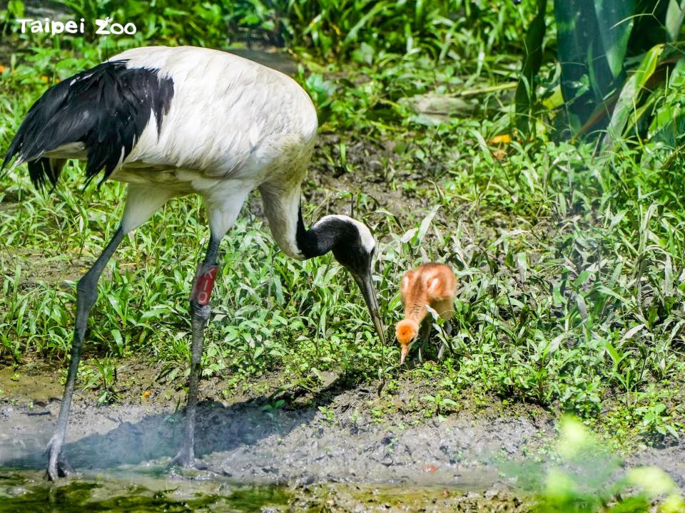 丹頂鶴媽媽「KIKA」正帶著雛鶴覓食逛大街。（台北市立動物園提供）