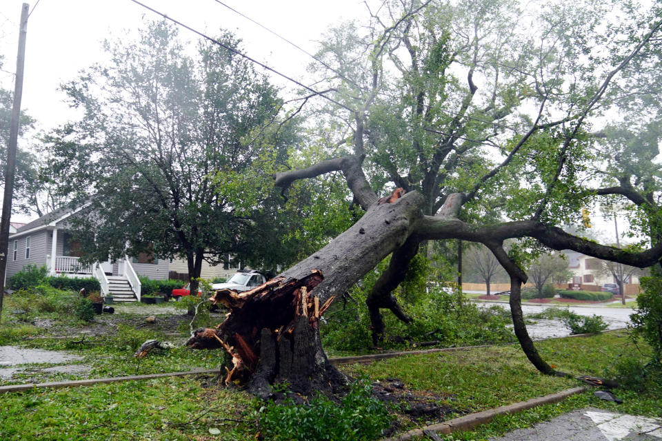 A downed tree in Wilmington.