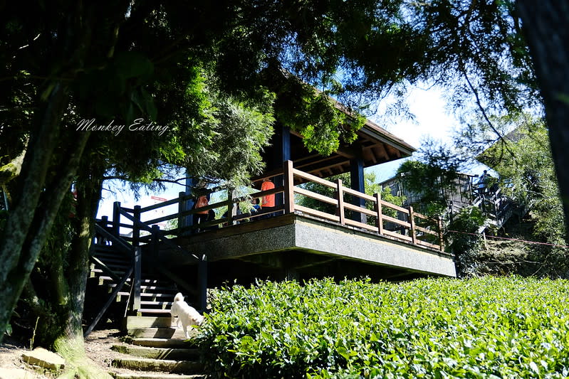 嘉義阿里山｜二延平步道