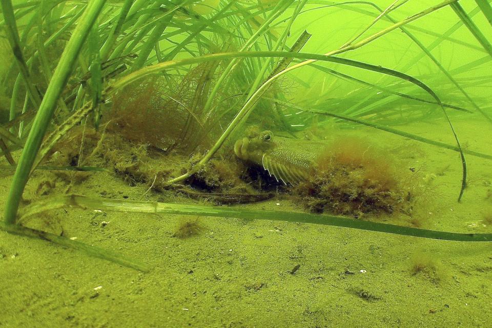 In this undated photo provided by the Massachusetts Division of Marine Fisheries, a winter flounder rests in a restored eelgrass meadow in the outer Boston Harbor. Studies have found more than 70 species of seagrass that can reduce erosion and improve water quality, while providing food and shelter for sea creatures. (Tay Evans/Massachusetts Division of Marine Fisheries via AP)