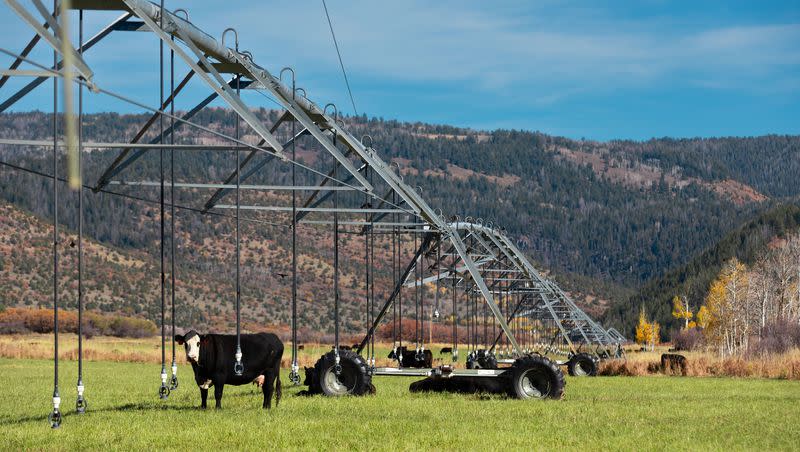 Cattle graze in the fields near a pivot irrigation system at Steve Clyde’s ranch in Kamas on Sunday, Oct. 15, 2023.