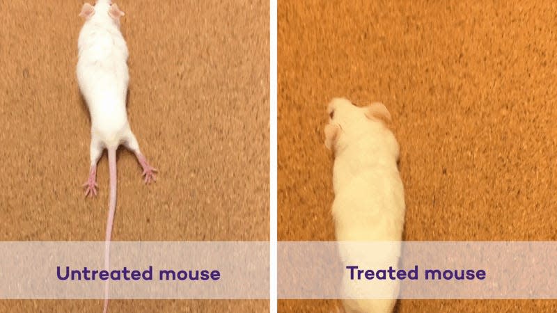 mouse paralysis