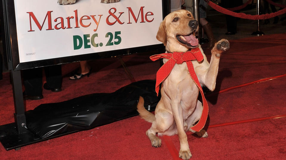 Clyde attends the "Marley & Me" premiere on December 11, 2008. (Photo by Lester Cohen/WireImage)