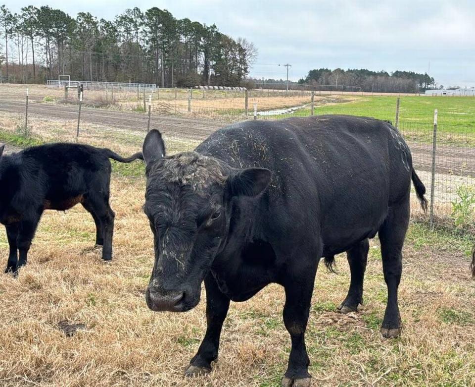 This bull has become the talk of Hazlehurst. Was he blown into a difference pasture during a storm? Or did he jump a fence? Joe Kovac Jr./AJC