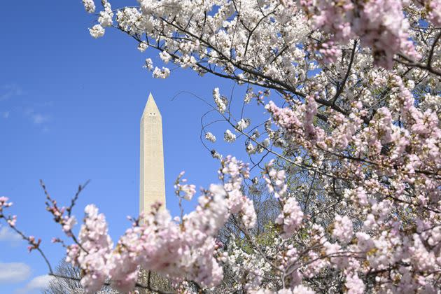 A view of Washington Monument as visitors enjoy the cherry blossom trees in peak bloom at the Tidal Basin in Washington, D.C., on Monday, March 18. 