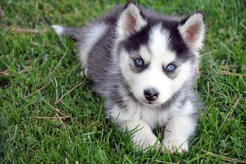 Blue-eyed puppy in the grass