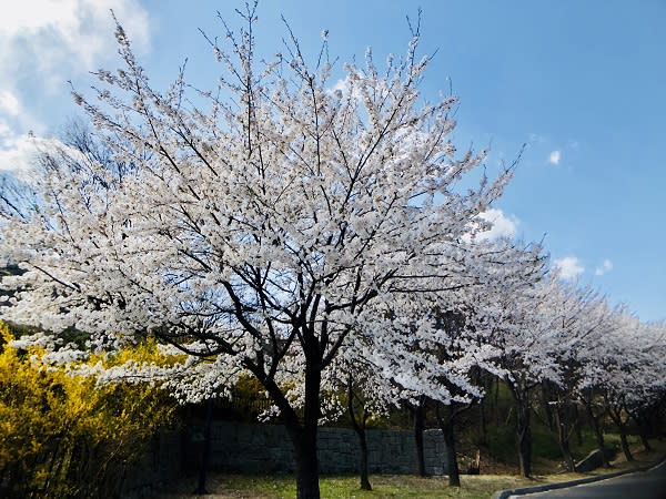 忠清北道清州壽岩谷(牛巖山)