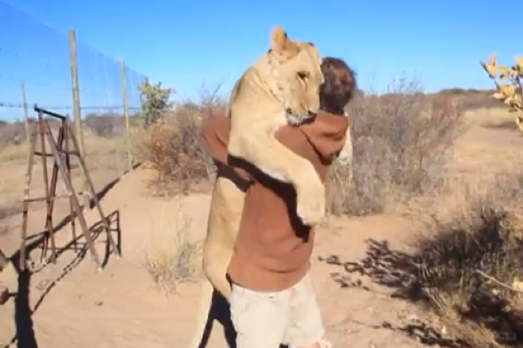 Lioness gives conversationist cuddle in cute video