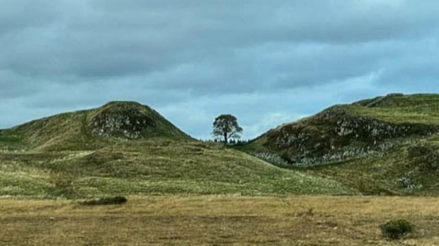 Sycamore Gap: Teen arrested after 200-year-old Hadrian's Wall tree  'deliberately felled