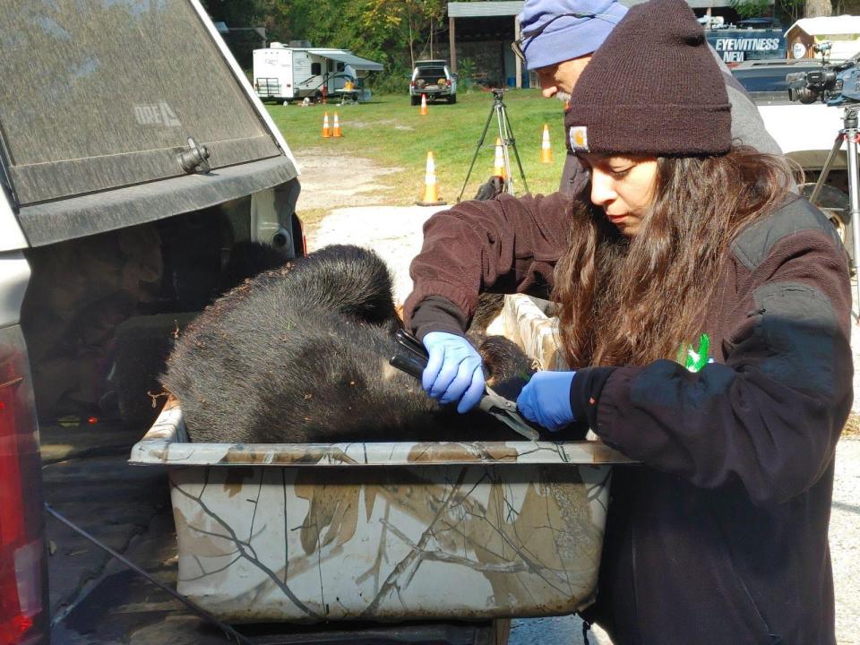 Wildlife worker Kaitlyn Barone attaches an official ear tag to a bear brought to the Whittingham check station on Monday, Oct. 9, 2023 the opening day of the archery black bear season in New Jersey. The bear was taken on private property in Andover Township.
