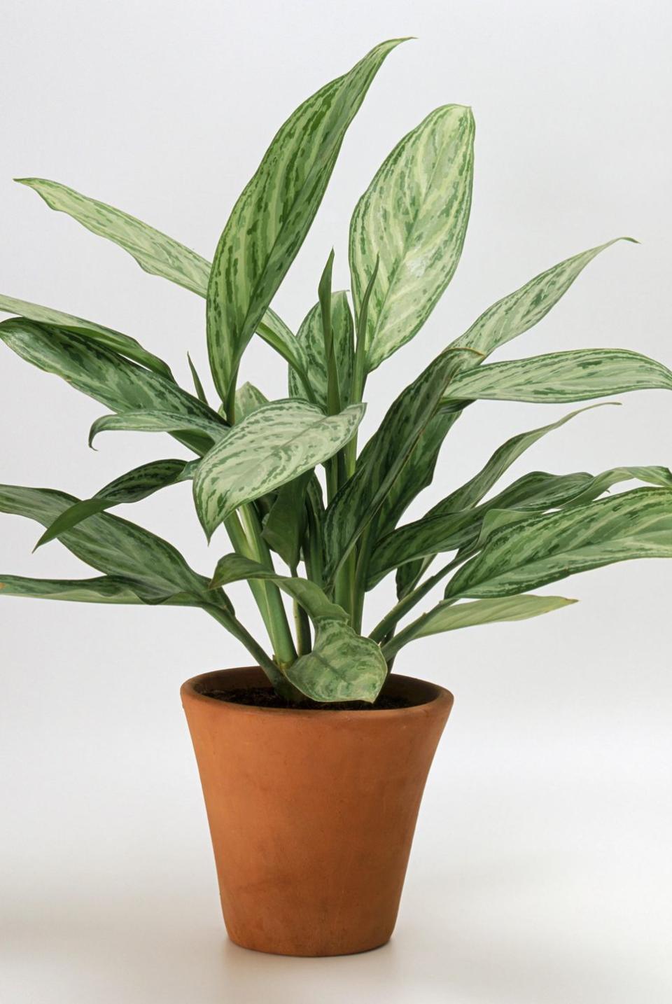 Chinese Evergreen