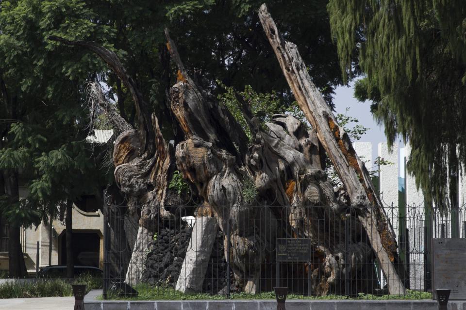 Sobre la avenida México-Tacuba se encuentra el "Árbol de la Noche Triste", en donde cuenta la historia lloró el conquistador español Hernán Cortés tras la derrota ante el imperio Azteca.  FOTO: MOISÉS PABLO /CUARTOSCURO.COM