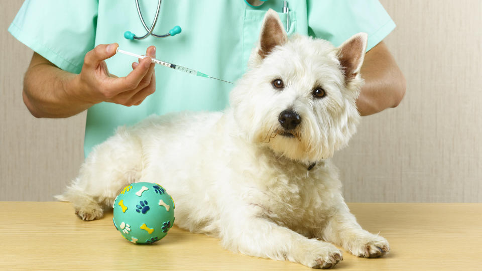 Dog receiving vaccination