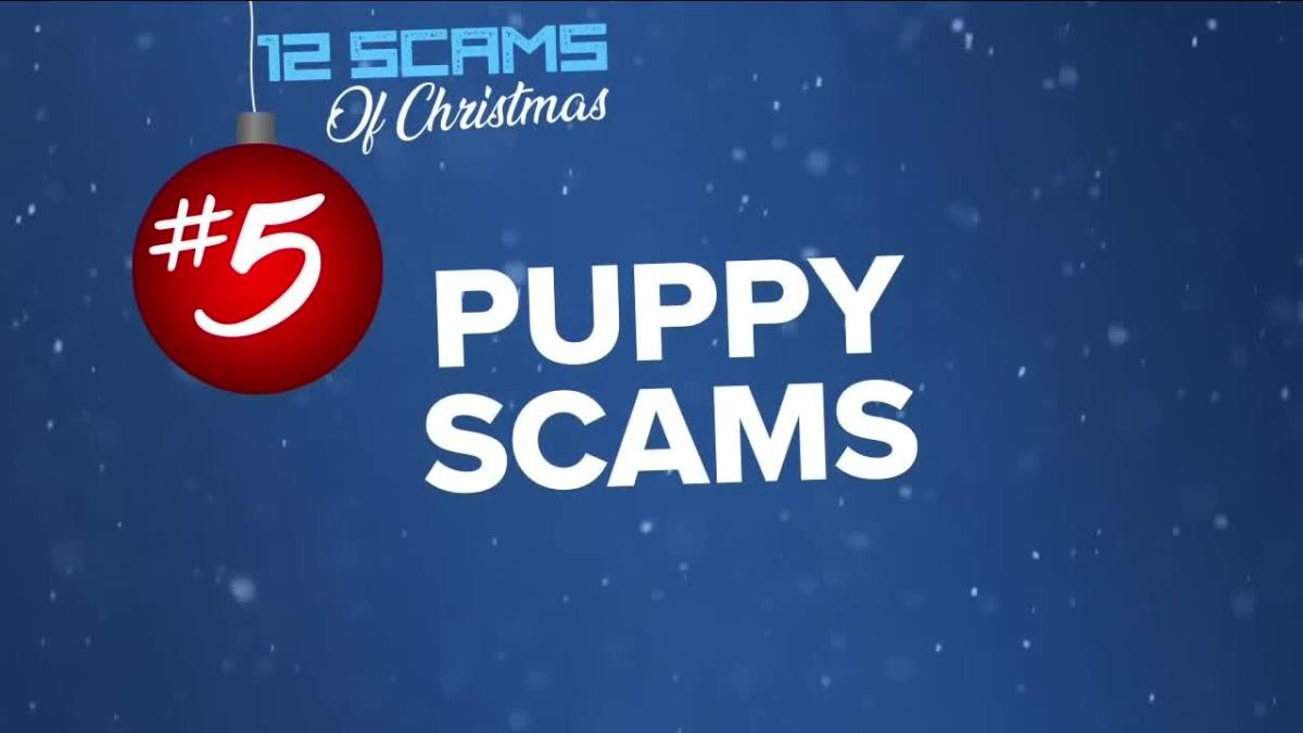 Gifting a pet? Watch out for puppy scams this holiday season