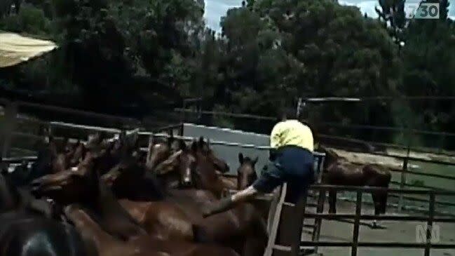 Racehorses, pictured here being mistreated.