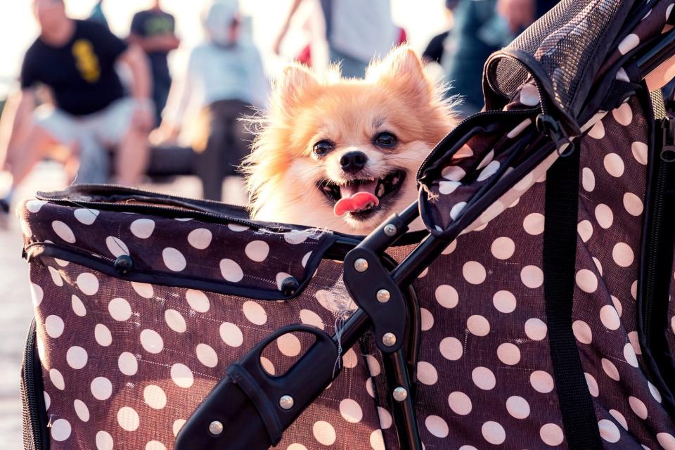 Blonde pomeranian sticks head out of stroller with happy smile