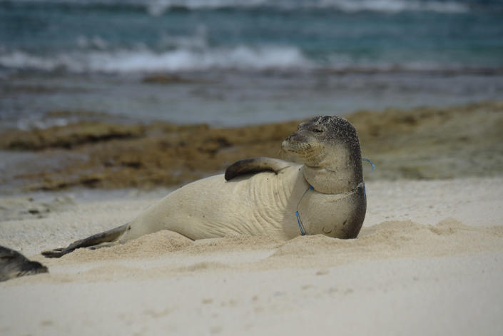 In this April 3, 2021 photo provided by Matthew Chauvin, a female endangered Hawaiian monk seal is entangled in derelict fishing gear on the shores of Laysan Island in the Northwestern Hawaiian Islands. A crew has returned from the northernmost islands in the Hawaiian archipelago with a boatload of marine plastic and abandoned fishing nets that threaten to entangle endangered Hawaiian monk seals and other animals. The cleanup effort in the nation's largest protected marine reserve lasted three weeks and the crew picked up more than 47 tons of “ghost nets” and other marine plastics. (Matthew Chauvin, Papahanaumokuakea Marine Debris Project via AP — NOAA/NMFS Permit No. 22677)