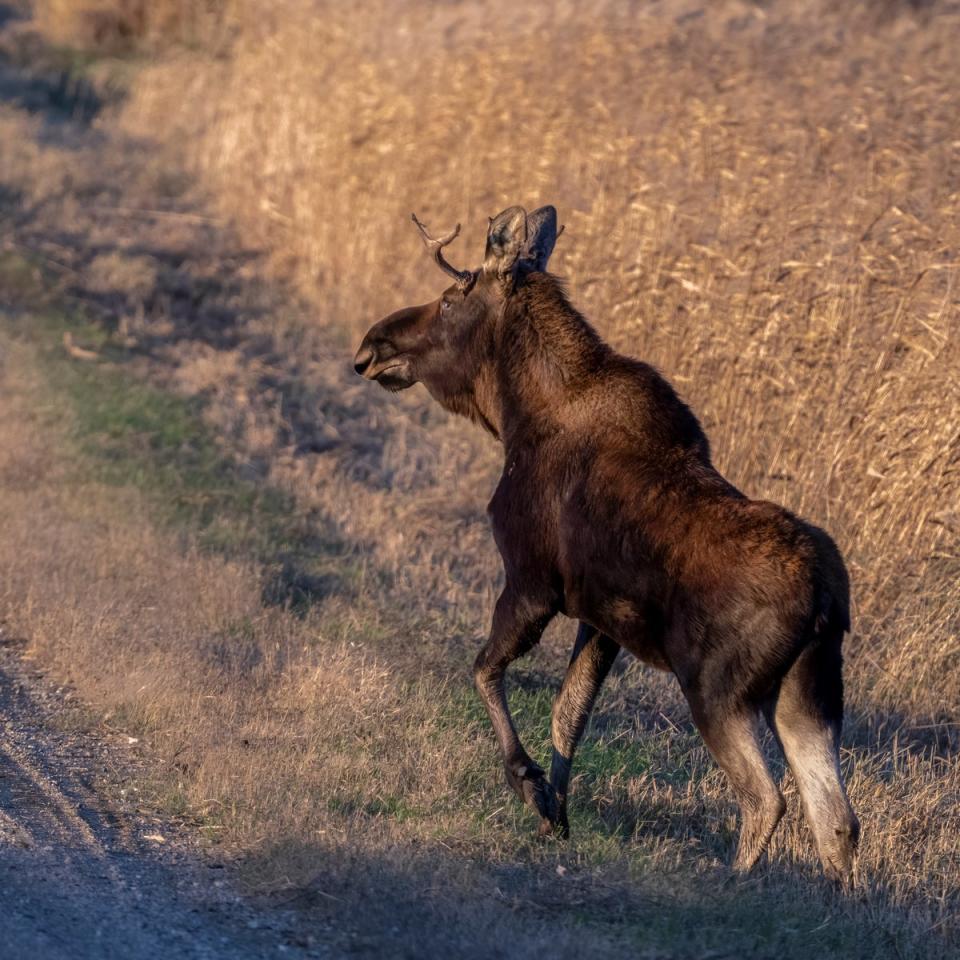 Rutt the moose spotted on his travels (Bernie Stang via AP)