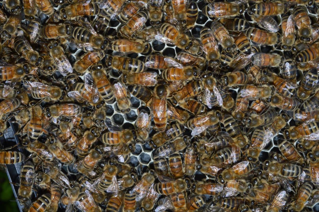 <span class="caption">The complex interactions that maintain group health inside a bee hive offer lessons for humanity during pandemics. </span> <span class="attribution"><span class="source">Rachael Bonoan</span>, <a class="link " href="http://creativecommons.org/licenses/by-nd/4.0/" rel="nofollow noopener" target="_blank" data-ylk="slk:CC BY-ND;elm:context_link;itc:0;sec:content-canvas">CC BY-ND</a></span>