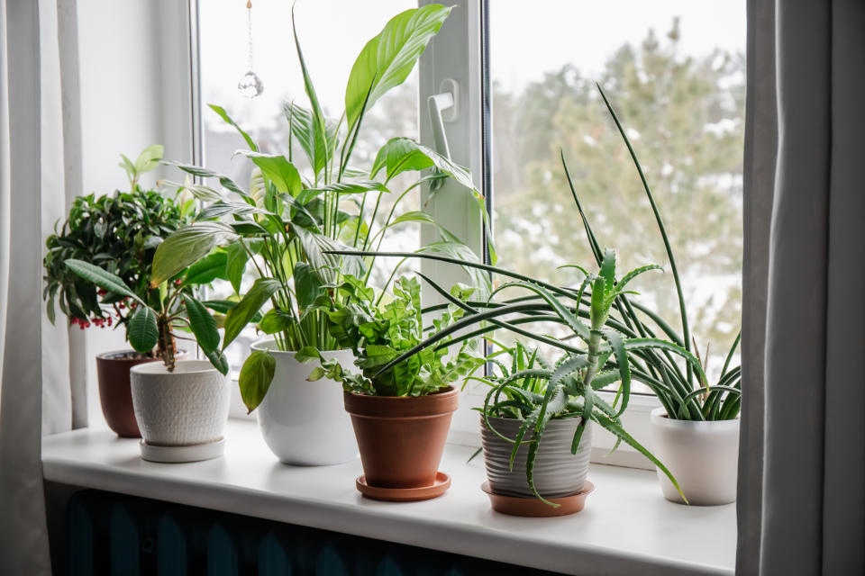 A variety of houseplants on a windowsill with a snowy view outside