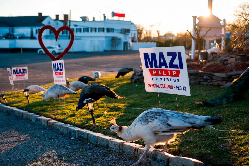 PHOTO: Peacocks walk around signs of support for Congressional candidate Mazi Pilip outside the Middleridge Cottage, on Feb. 5, 2024, in Jericho, N.Y.  (Brittainy Newman/AP)