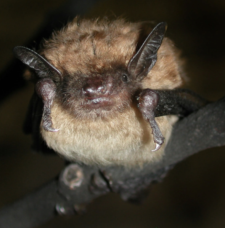An exterminator found a large colony of Michigan Brown Bat living in the attic (Creative Commons)