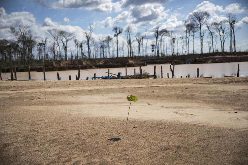 A tree planted by police during "Operation Mercury" stands amid jungle destroyed by illegal miners, near a makeshift airstrip at the Balata police and military base in Peru's Tambopata province on March 28, 2019. Scientists working for CINCIA _ a Peru-based nongovernmental group _ planted more than six-thousand saplings of various species native to this part of the Amazon, including the iconic shihuahuaco trees, in one of these uncanny clearings. They are testing which biofertilizers work best to replenish the soil. (AP Photo/Rodrigo Abd)