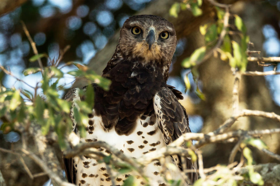 A martial eagle sits in a tree in Kruger National Park on July 7, 2013, in Lower Sabie, South Africa.