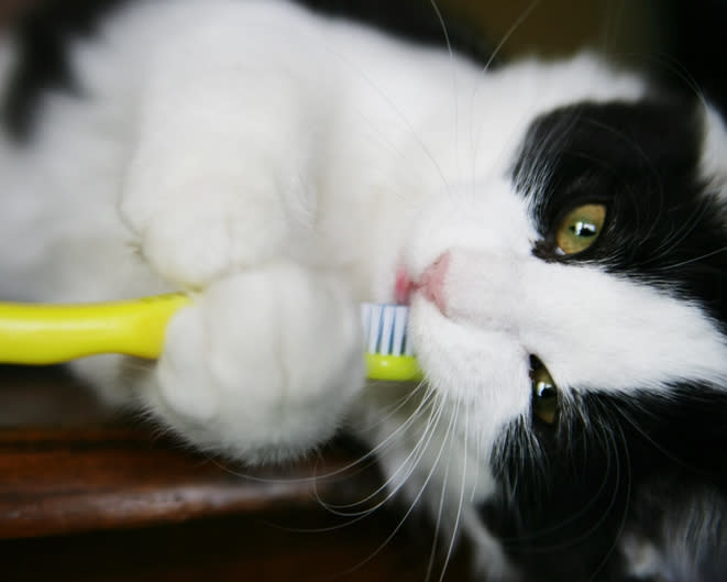 Descubre estos datos curiosos sobre los dientes de tu gatito. Foto: ParkerDeen/Getty Images