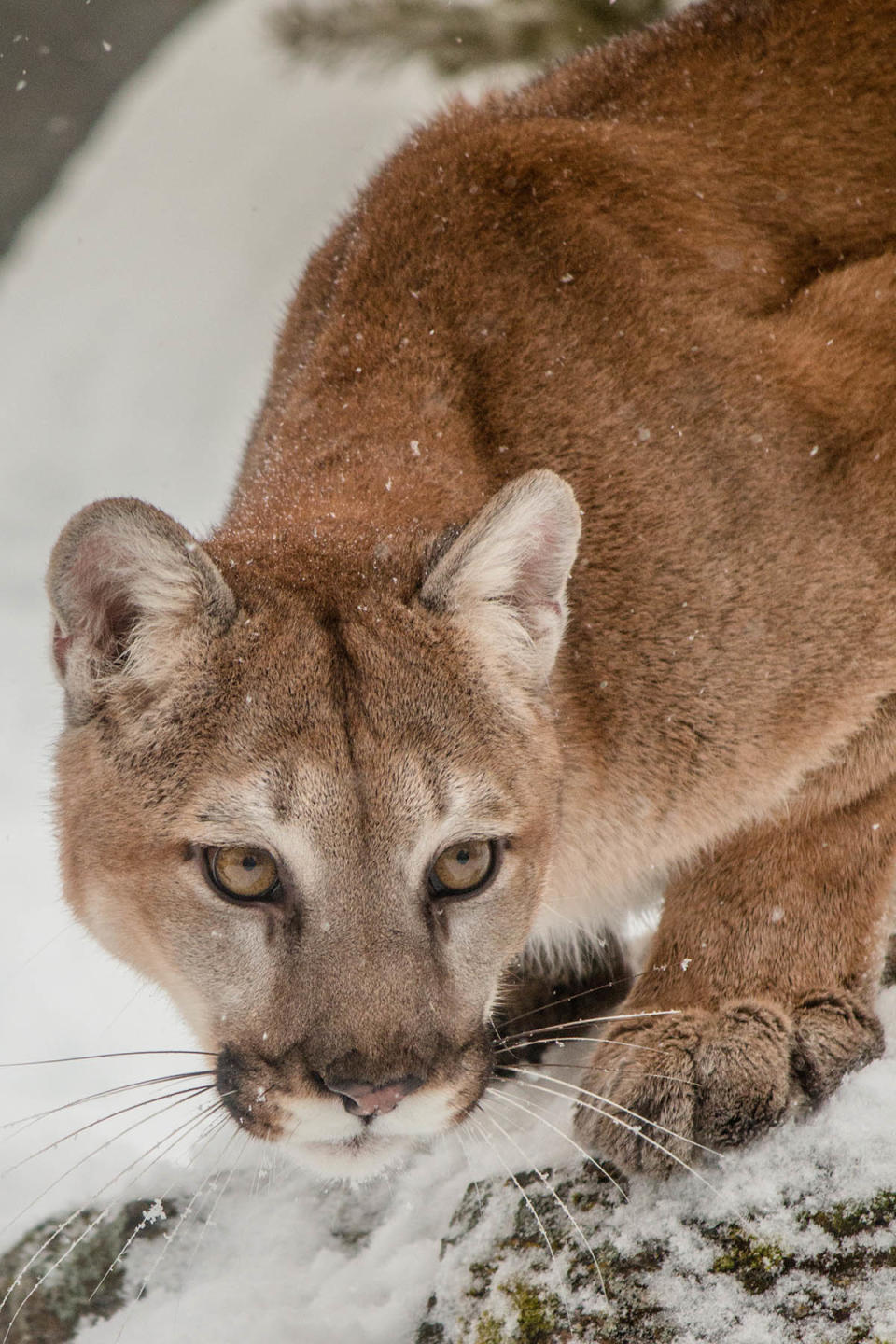 A mountain lion named Kali photographed at the Triple D ranch, looking like she’s on the hunt.