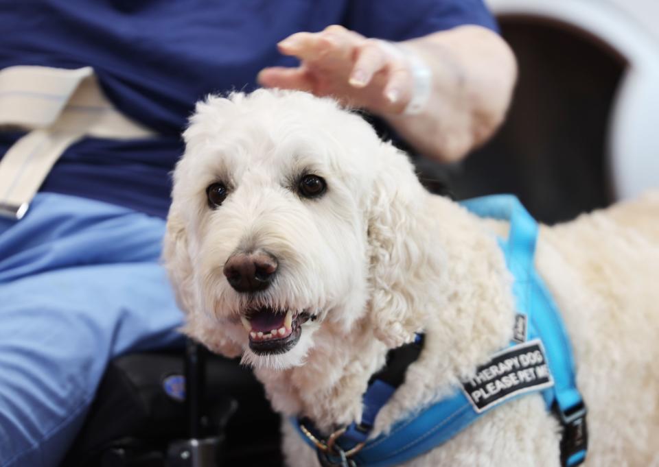 Karen Adams pets Cooper, a therapy dog, at St. Marks Hospital in Salt Lake City on Monday, June 12, 2023. The canine therapy program is resuming following COVID-19. | Scott G Winterton, Deseret News