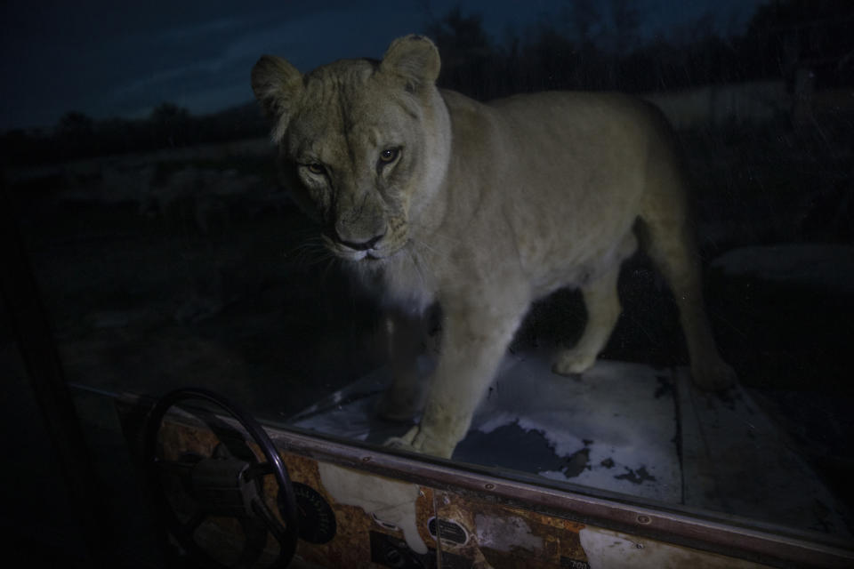 An Angola lion looks on as it stands behind a glass wall in Attica Zoological Park in Spata, near Athens, on Thursday, Jan. 21, 2021. After almost three months of closure due to COVID-19, Greece's only zoo could be approaching extinction: With no paying visitors or state aid big enough for its very particular needs, it still faces huge bills to keep 2,000 animals fed and healthy. (AP Photo/Petros Giannakouris)